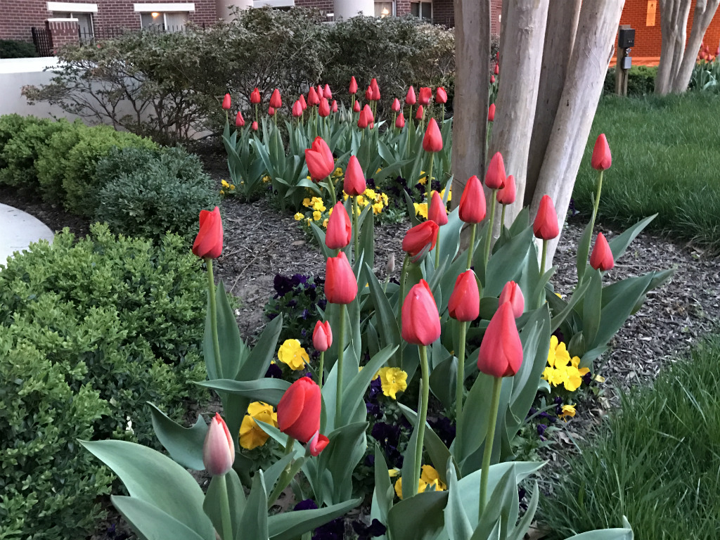 Tulips at Carlyle Towers Condominiums in Alexandria, Virginia